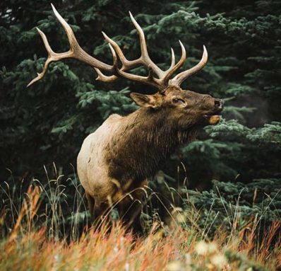 elk